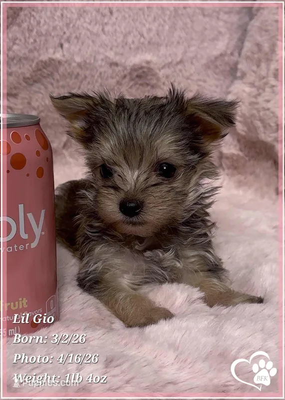 Lil Gio – Morkie puppy for sale in Tempe, AZ