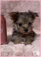 Lil Gio, a male Morkie for sale in Tempe, AZ – Photo 2 of 10
