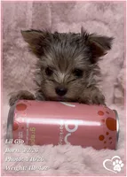 Lil Gio, a male Morkie for sale in Tempe, AZ – Photo 8 of 10