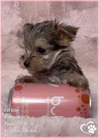 Lil Gio, a male Morkie for sale in Tempe, AZ – Photo 9 of 10