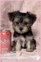 Sunny, a female Morkie for sale in Tempe, AZ – 5 of 9