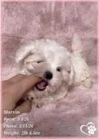 Marvin (new video!), a male Maltese for sale in Tempe, AZ – 3 of 9