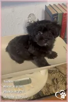 Nickel, a male Yorkshire Terrier and Poodle - Toy  for sale in Tempe, AZ – 6 of 10