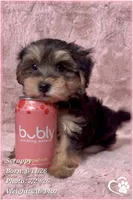 Scrappy the Morkie Poo, a male Yorkipoo and Maltese for sale in Tempe, AZ – 3 of 9