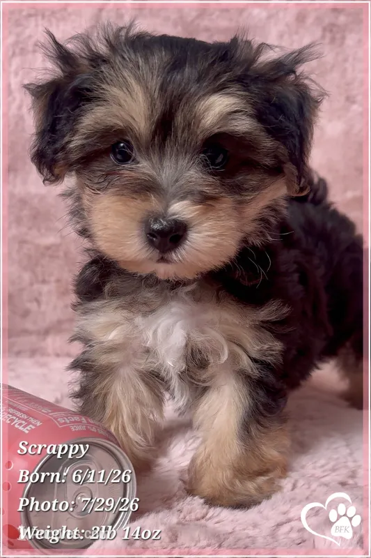 Scrappy the Morkie Poo – Yorkipoo, Maltese puppy for sale in Tempe, AZ