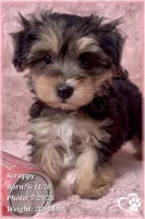 Scrappy the Morkie Poo, a male Yorkipoo and Maltese for sale in Tempe, AZ – 1 of 9