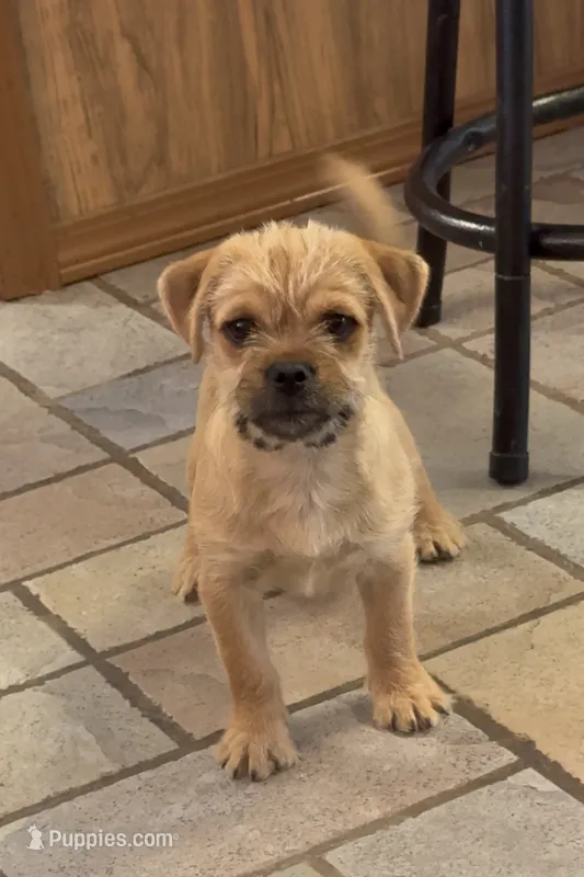 Meatball – Pug, Yorkshire Terrier puppy for sale in Phoenix, AZ