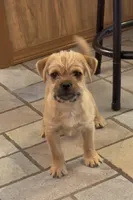 Meatball, a male Pug and Yorkshire Terrier for sale in Phoenix, AZ – 1 of 4