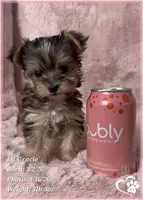 Lil Gracie, a female Morkie for sale in Tempe, AZ – Photo 5 of 10