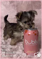 Lil Gracie, a female Morkie for sale in Tempe, AZ – Photo 3 of 10