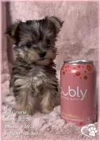 Lil Gracie, a female Morkie for sale in Tempe, AZ – Photo 4 of 10