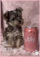 Lil Gracie, a female Morkie for sale in Tempe, AZ – Photo 1 of 10
