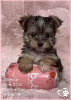 Lil Gracie, a female Morkie for sale in Tempe, AZ – Photo 6 of 10