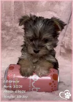 Lil Gracie, a female Morkie for sale in Tempe, AZ – Photo 8 of 10