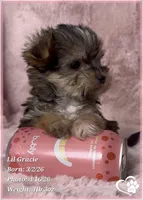 Lil Gracie, a female Morkie for sale in Tempe, AZ – Photo 9 of 10