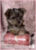 Lil Gracie, a female Morkie for sale in Tempe, AZ – Photo 2 of 10