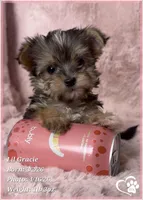Lil Gracie, a female Morkie for sale in Tempe, AZ – Photo 10 of 10