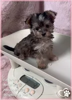 Lil Gracie, a female Morkie for sale in Tempe, AZ – Photo 7 of 10