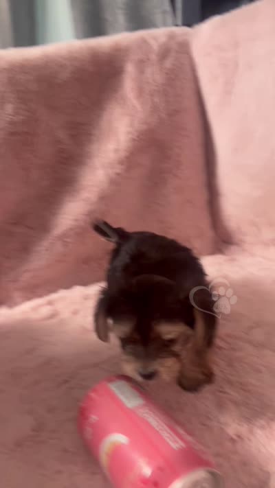 Sparky (3 sisters available also), a male Morkie for sale in Tempe, AZ – 3 of 9