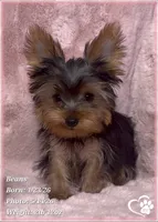 Beans, a male Yorkshire Terrier for sale in Tempe, AZ – 5 of 10