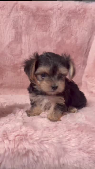 Sparky (3 sisters available also), a male Morkie for sale in Tempe, AZ – 2 of 9