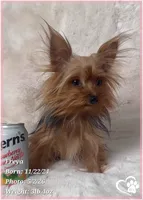 Freya the Teacup, a female Yorkshire Terrier for sale in Tempe, AZ – 6 of 9