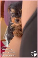Sylvester, a male Yorkshire Terrier for sale in Phoenix, AZ – 8 of 10