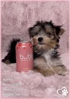Harley, a female Morkie for sale in Tempe, AZ – 4 of 10