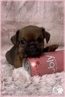 Darla, a female Brussels Griffon for sale in Tempe, AZ – 4 of 10