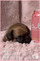 Zorro, a male Brussels Griffon for sale in Phoenix, AZ – 8 of 10