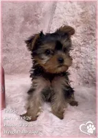 Cedric, a male Yorkshire Terrier for sale in Tempe, AZ – Photo 7 of 10