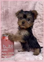Cedric, a male Yorkshire Terrier for sale in Tempe, AZ – Photo 8 of 10
