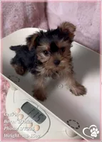 Cedric, a male Yorkshire Terrier for sale in Tempe, AZ – Photo 4 of 10