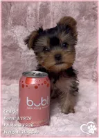 Cedric, a male Yorkshire Terrier for sale in Tempe, AZ – Photo 3 of 10