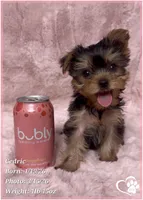 Cedric, a male Yorkshire Terrier for sale in Tempe, AZ – Photo 9 of 10