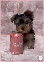 Cedric, a male Yorkshire Terrier for sale in Tempe, AZ – Photo 1 of 10