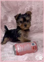 Cedric, a male Yorkshire Terrier for sale in Tempe, AZ – Photo 10 of 10