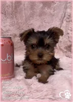 Cedric, a male Yorkshire Terrier for sale in Tempe, AZ – Photo 6 of 10