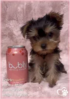 Cedric, a male Yorkshire Terrier for sale in Tempe, AZ – Photo 5 of 10