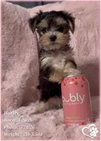 Harley, a female Morkie for sale in Tempe, AZ – 3 of 10