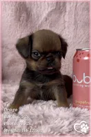Drago, a male Brussels Griffon for sale in Tempe, AZ – 9 of 9