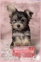 Roger the Morkie, a male Morkie for sale in Phoenix, AZ – 7 of 10