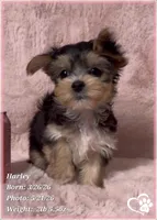 Harley, a female Morkie for sale in Tempe, AZ – 8 of 10
