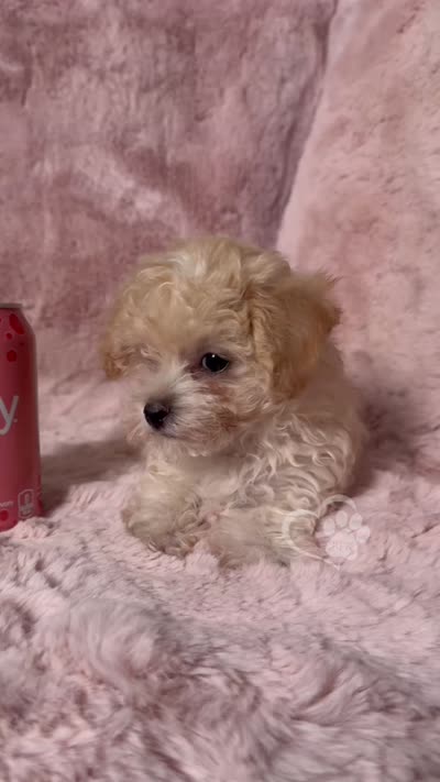 Winter, a female Maltipoo for sale in Phoenix, AZ – 2 of 10