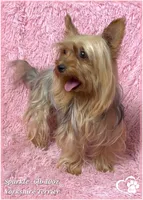 Sylvester, a male Yorkshire Terrier for sale in Phoenix, AZ – 9 of 10