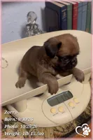Zorro, a male Brussels Griffon for sale in Phoenix, AZ – 6 of 10