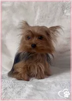 Freya the Teacup, a female Yorkshire Terrier for sale in Tempe, AZ – 4 of 9