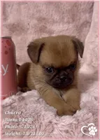 Churro the Bugg/Brugg, a male Pug and Brussels Griffon for sale in Tempe, AZ – 4 of 10