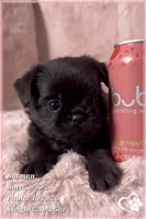 Batman, a male Brussels Griffon for sale in Phoenix, AZ – 4 of 10