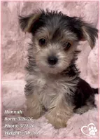 Hannah, a female Morkie for sale in Tempe, AZ – 4 of 5